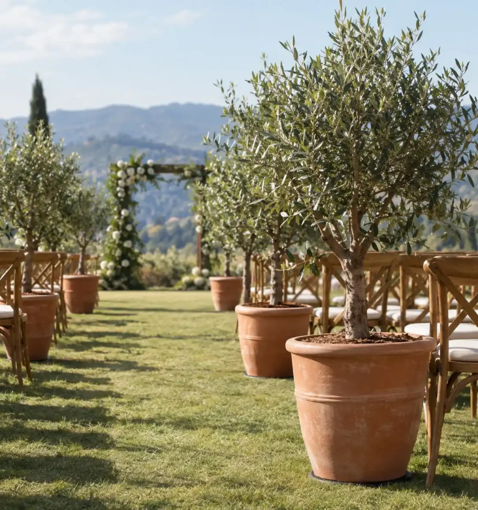 Mediterranean Olive Tree Wedding Aisle